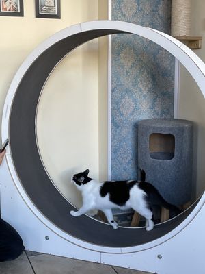 wanda loved to run on the wheel  at Katzentempel - Leipzig Ost in Leipzig
