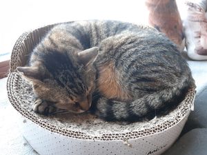 Soo süße Katzen! at Katzentempel - Leipzig Ost in Leipzig