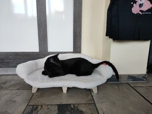  at Katzentempel - Leipzig Ost in Leipzig