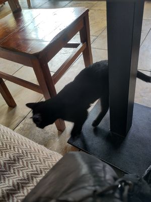  at Katzentempel - Leipzig Ost in Leipzig