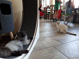 Cats are chilling at Katzentempel - Leipzig Ost in Leipzig