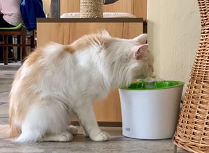 cat at Katzentempel - Leipzig Ost in Leipzig