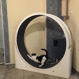 cats!!!! at Katzentempel - Leipzig Ost in Leipzig