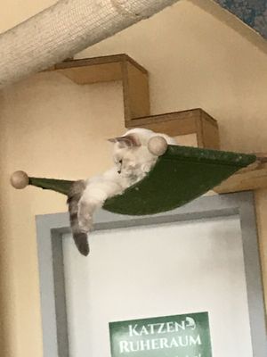 Cats have many climbing things. at Katzentempel - Leipzig Ost in Leipzig