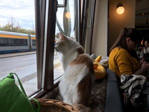 Windows are also cats' big favourite at Katzentempel - Leipzig Ost in Leipzig