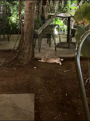  they have a pat-able house rabbit💗 at Loving Earth Cafe in Fort Kochi