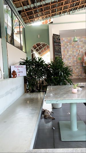 Cute puppy at Loving Earth Cafe in Fort Kochi
