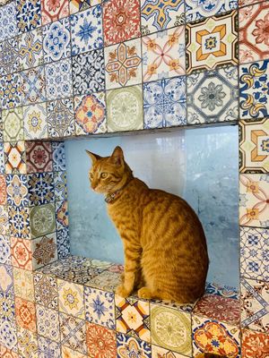 Gingy the resident  at Loving Earth Cafe in Fort Kochi