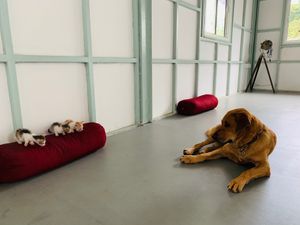 Yoga Shala and little fosters at Loving Earth Cafe in Fort Kochi