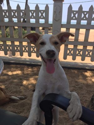 Friendly pup made this already great place even better! at The Container Beach Restaurant in Negombo