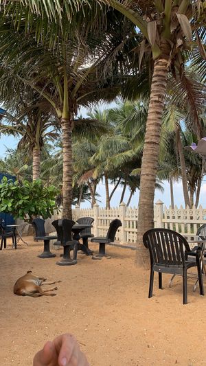 Chilling with the pups at The Container Beach Restaurant in Negombo