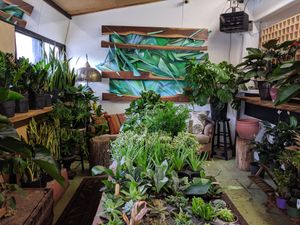 Interior - plants for sale at The Organic Press in Toronto