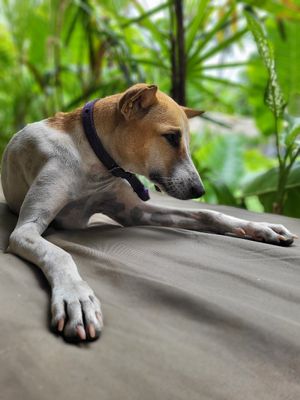  at Madiha Surf Lodge in Matara