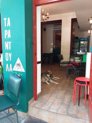 Handsome gentle giant of a dog who is very, very relaxed and likes a tummy rub! at Tarantula in Thessaloniki