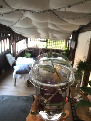 Asah!  at Asa Vegan Kitchen and Studio in Chiang Mai