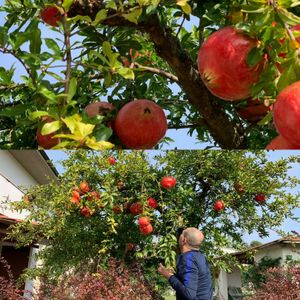 Our guest choosing his pomegranate. at Il Ciliegio in Marzolanella