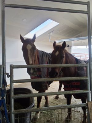 The love birds Navy and Vishnu at Divine Grace Healing Retreats in Reno
