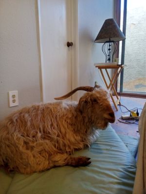 Resident of the sanctuary "Apple" at Divine Grace Healing Retreats in Reno