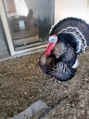 Handsome, he was rescued from the turkey genocide Thanks-taking in 2021. He loves to show off for visitors and do his "Dig me Dance", best friends with Apple, sharing a dogbed at Divine Grace Healing Retreats in Reno