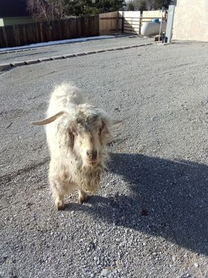 Apple, our resident greeter, best buddies with Handsome (turkey) and Navy (horse) at Divine Grace Healing Retreats in Reno