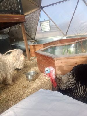 Apple and Handsome hanging out in the solar dome by growing spaces.com at Divine Grace Healing Retreats in Reno