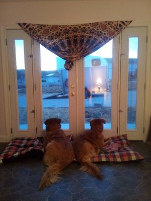 Pet sitting service Available for your beloveds at Divine Grace Healing Retreats in Reno