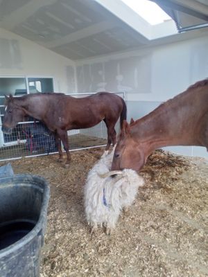 Apple and Navy saying 🤗 hello, Vishnu the rescued rodeo mare in the background  at Divine Grace Healing Retreats in Reno