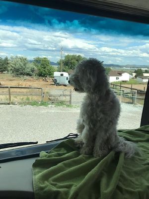 Macy (visitor) taking in the view from her motorhome  at Divine Grace Healing Retreats in Reno