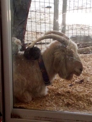 Apple loves his turkey babies at Divine Grace Healing Retreats in Reno