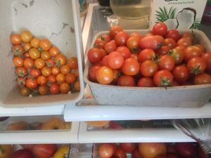 Fresh from our solar year round greenhouse, get a tan too! 775-460-3969 at Divine Grace Healing Retreats in Reno