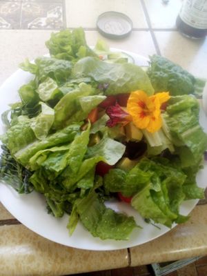 Organic greenhouse Salads with flowers for added vitamin c, 😋 775-460-3969 at Divine Grace Healing Retreats in Reno