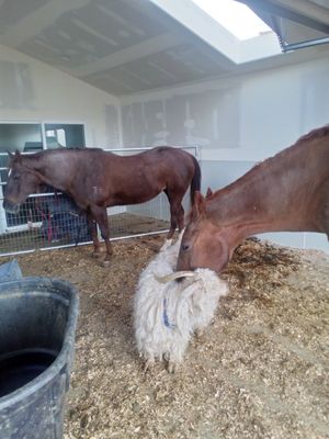  at Divine Grace Healing Retreats in Reno