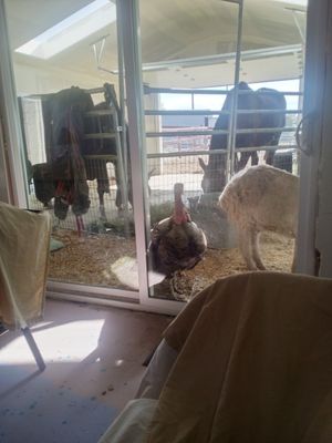  at Divine Grace Healing Retreats in Reno