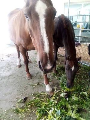  at Divine Grace Healing Retreats in Reno