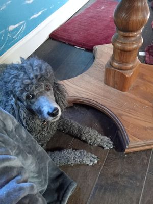 Offering vegan pet boarding  at Divine Grace Healing Retreats in Reno