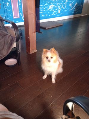 Pets love Divine Grace Retreats 🏝️ too at Divine Grace Healing Retreats in Reno