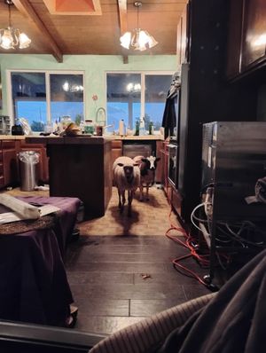 Shirley welcomes her new friend Rosita at Divine Grace Healing Retreats in Reno