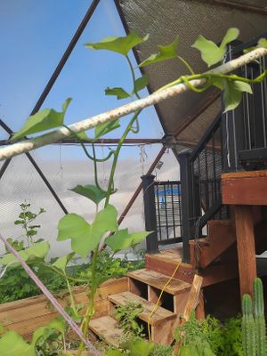 The jungle begins it's next seSon at Divine Grace Healing Retreats in Reno