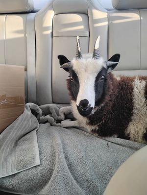 Rosita on her way home at Divine Grace Healing Retreats in Reno