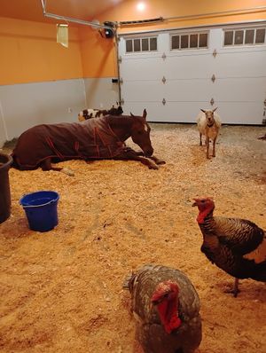  at Divine Grace Healing Retreats in Reno