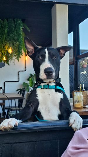  at Jay's Brunch Caffe in Parede