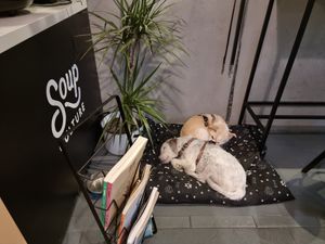 It's dog-friendly at Roswell & Soup Culture in Poznan