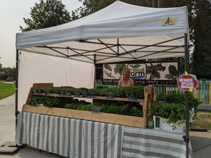greens and microgreens at Riley Park Farmers Market at Farmers Markets in Vancouver