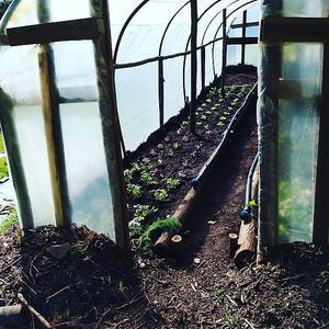 Plants starting to grow prior to being transplanted in the organic farm at TerrAzoia in Colares