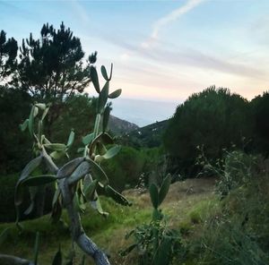 Stunning views! at TerrAzoia in Colares