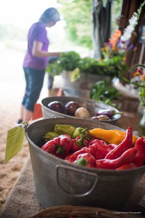 In the heat of summer there is nothing better than grabbing a  rainbow assortment of produce including sweet and hot peppers. at Ron Weiss MD - Ethos Farm Project in Washington Township