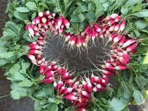 As shown here we LOVE the healing power of cruciferous vegetables like these gorgeous French Breakfast radishes! at Ron Weiss MD - Ethos Farm Project in Washington Township