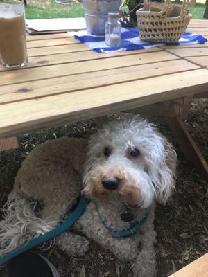 Teddy enjoyed too ❤️ at Cafetería Tambien in Puebla