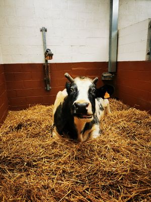  at Animaux en Péril in Ath