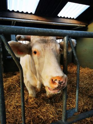  at Animaux en Péril in Ath